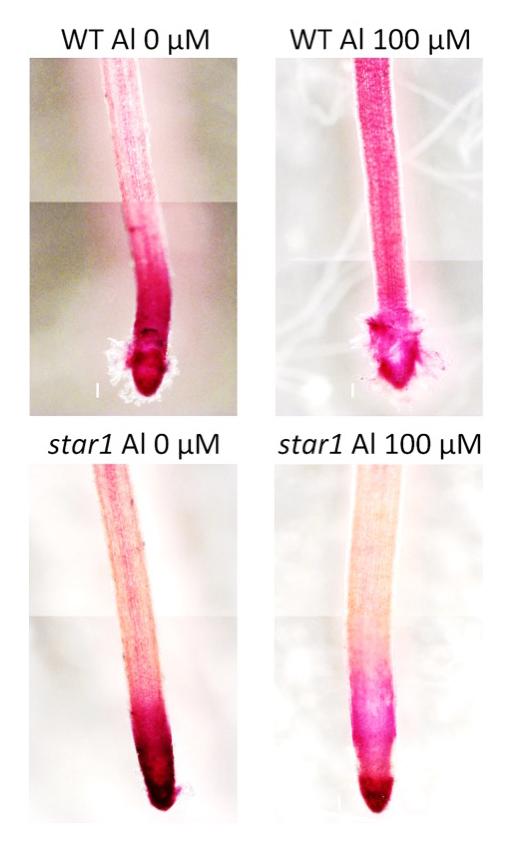 The Pectin is Protectin': Study Uncovers A Plant Barrier Against Toxic Aluminum