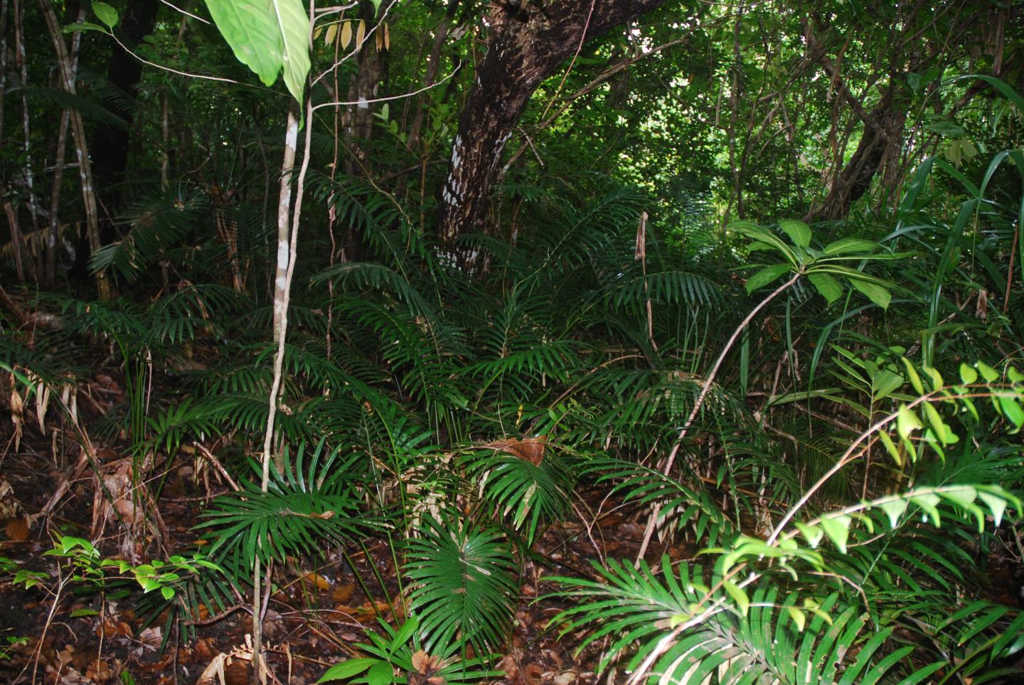 Young <i>Cycas micronesica</i>