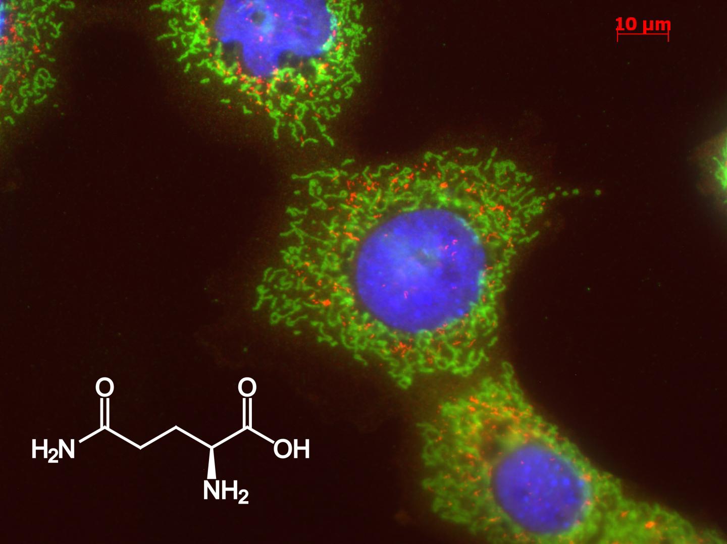 Fluorescent Image of Liver Cells and Chemical Structure of Glutamine