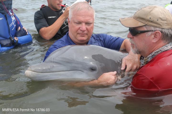 Oil Spill Has Long-Term Immunological Effects in Dolphins