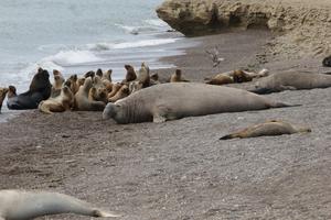 elephant seals and sea lions 2024