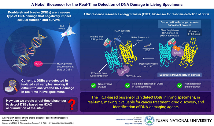 FRET biosensor for the real time detection of double-stand breaks (DSBs)