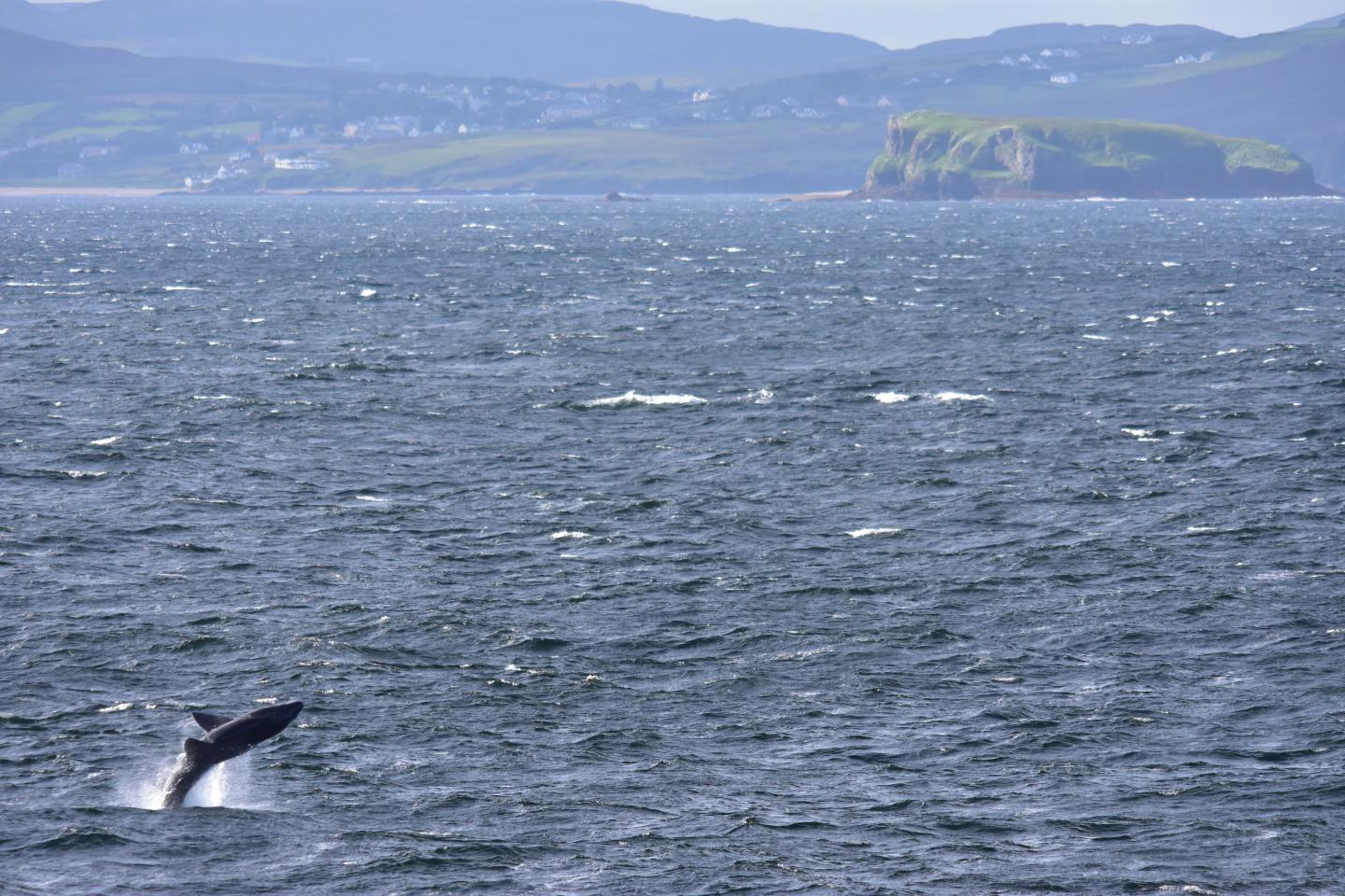 Basking Shark Breach
