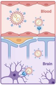 Targeting Specific Cells in the Brain