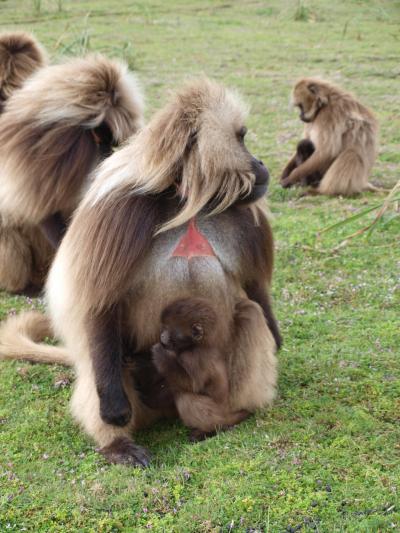 A Male Gelada Monkey Sits with Offspring
