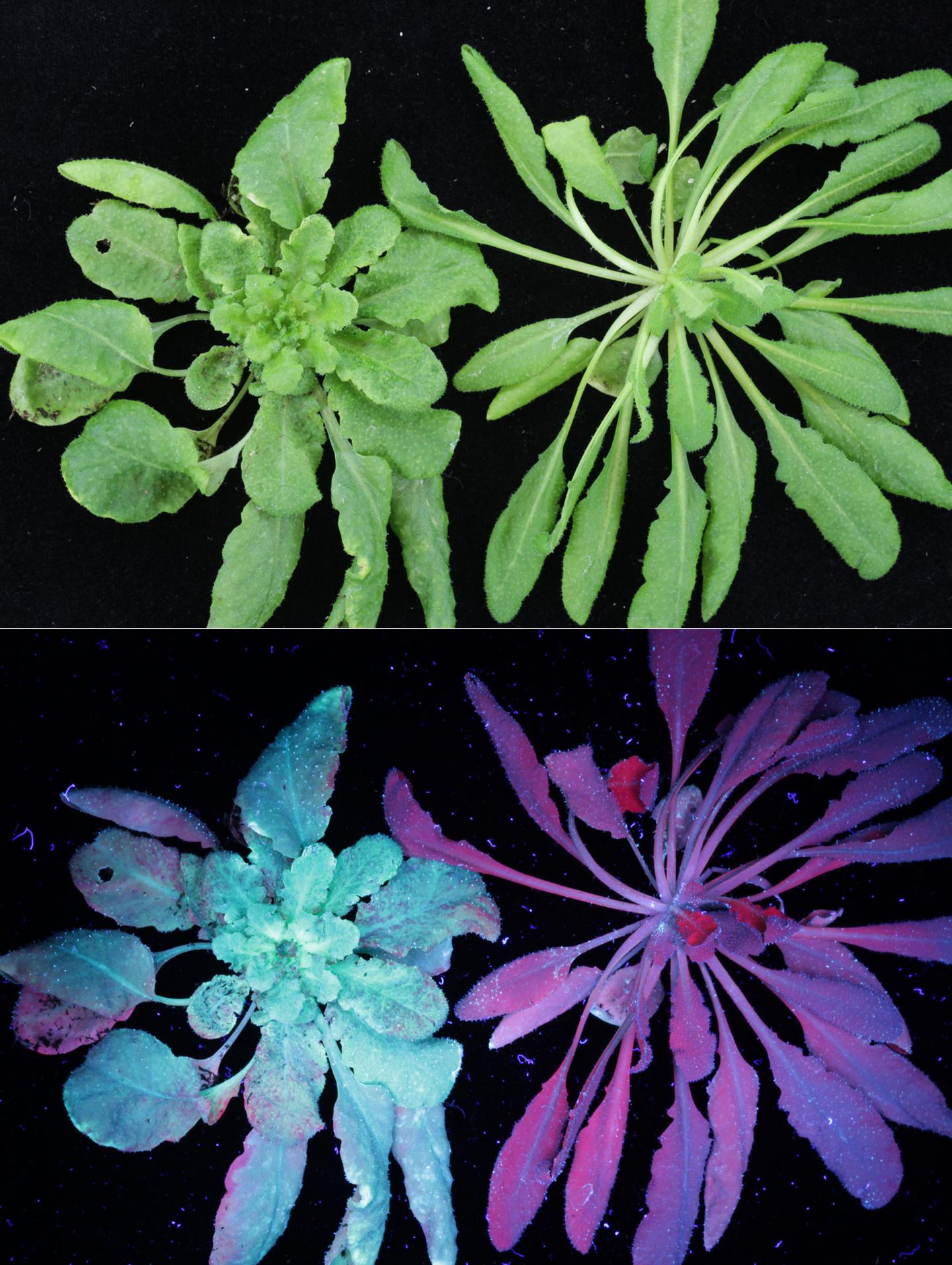 <em>Arabidopsis</em> Plants
