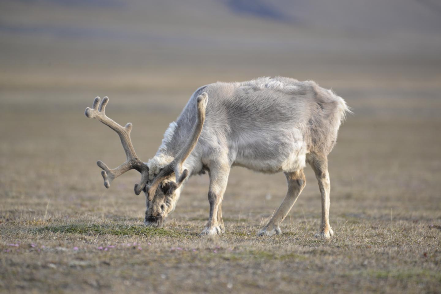 Svalbard Reindeer Grazing on Polar Willows