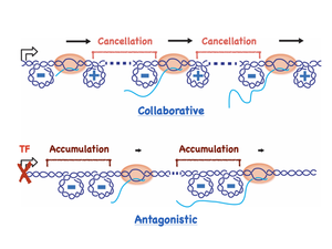 Kim_Sangjin_research image_collective modes in DNA