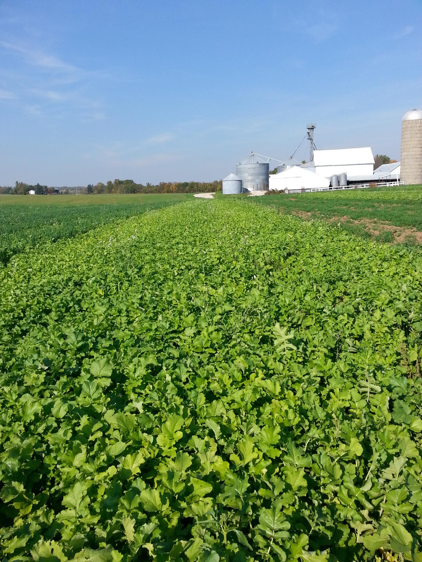 Radish Cover Crop Field