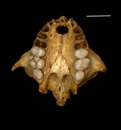 Xenothrix Full Palate