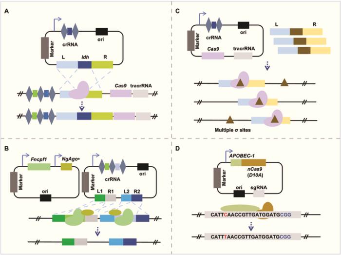 Fig. 1. CRISPR-based genome editing in probiotics.