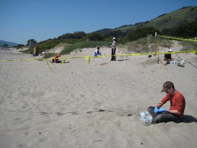 Monitoring Groundwater Pollution at the Coast