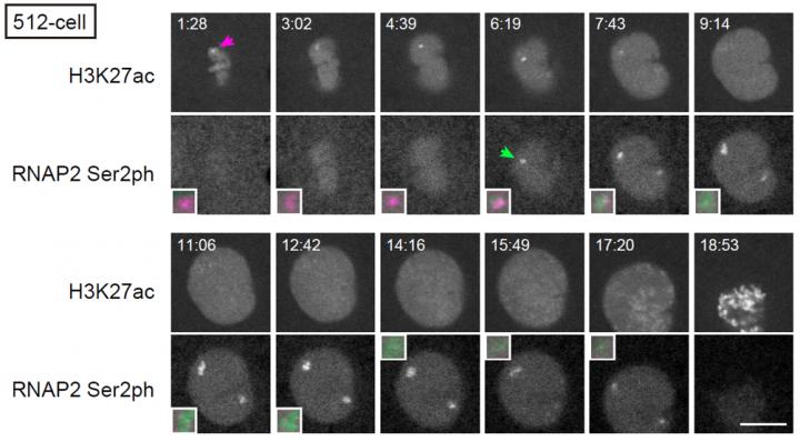 Figure 3.  Histone H3K27 Acetylation and Transcription on the miR-430 Gene Cluster