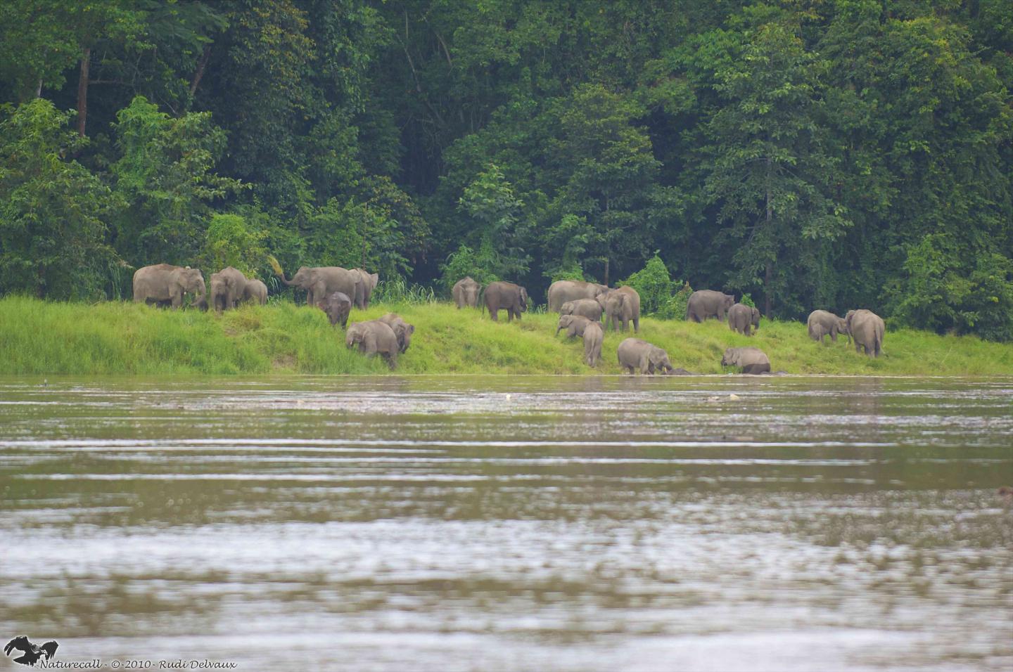Family of Bornean Elephants