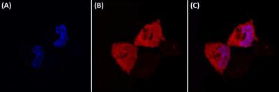 Short Nanotubes Target Pancreatic Cancer
