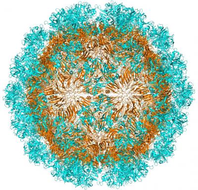 Orsay Virus