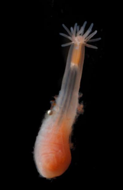 Fully Grown Parasite