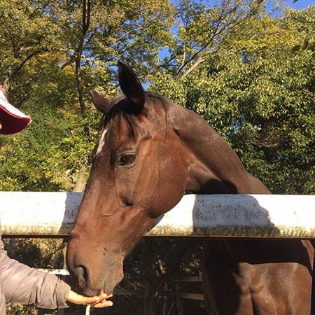 Horse with Caretaker at the Equestrian Club