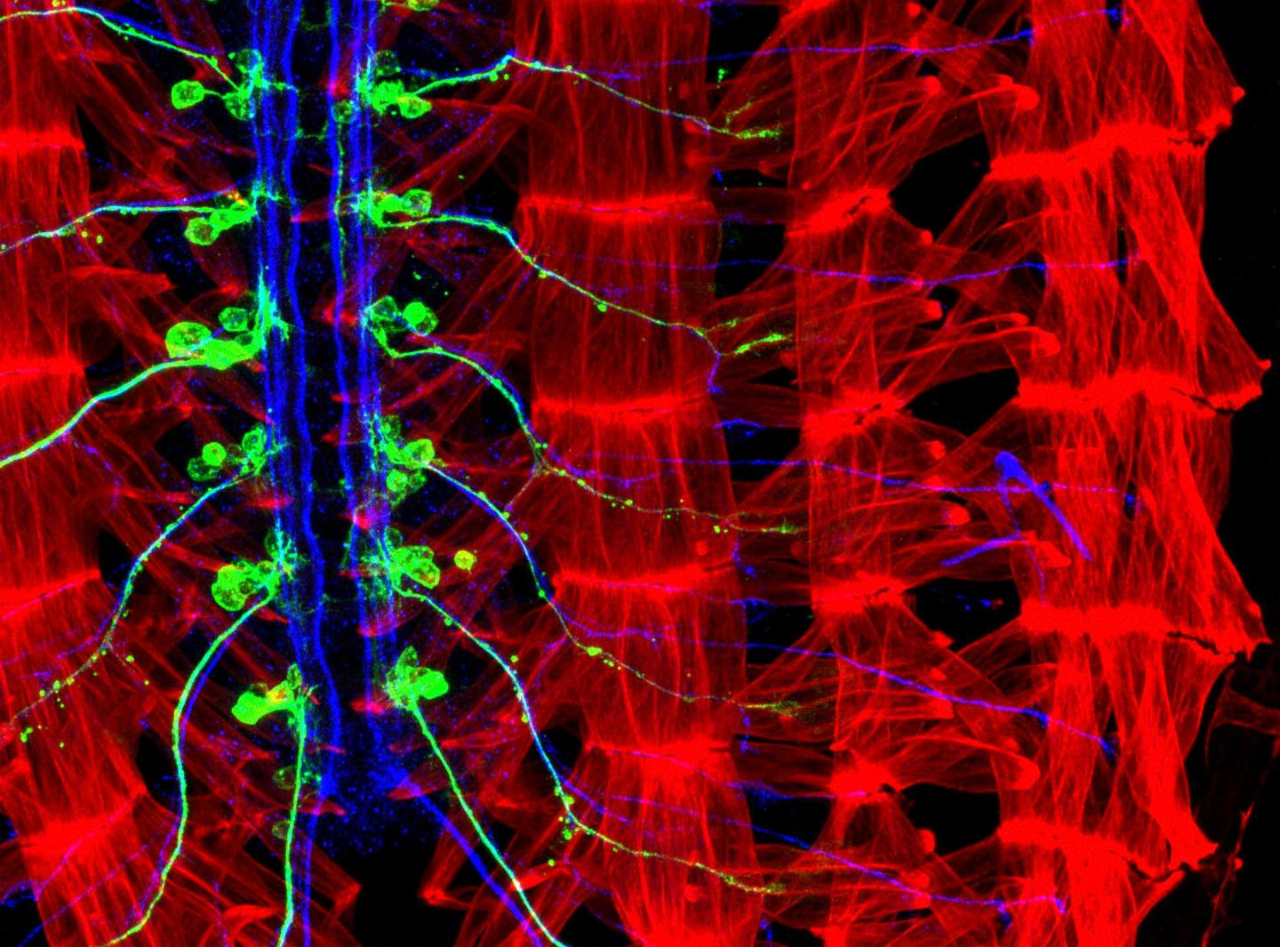 Microscopy Image of the Young <em>Drosophila</em> (Fruitfly) Nervous System