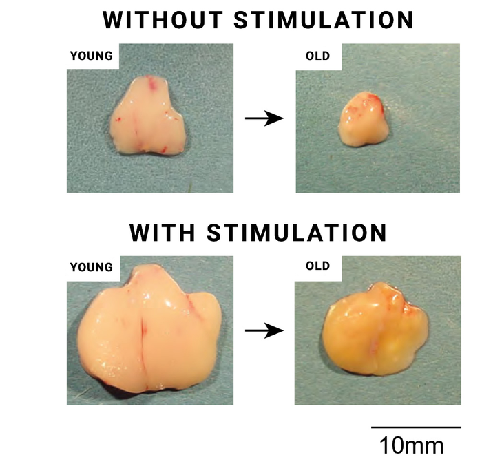 Stimulated thymic organ in young and old mice