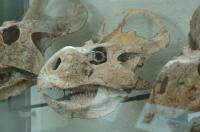 <I>Protoceratops</I> Skull