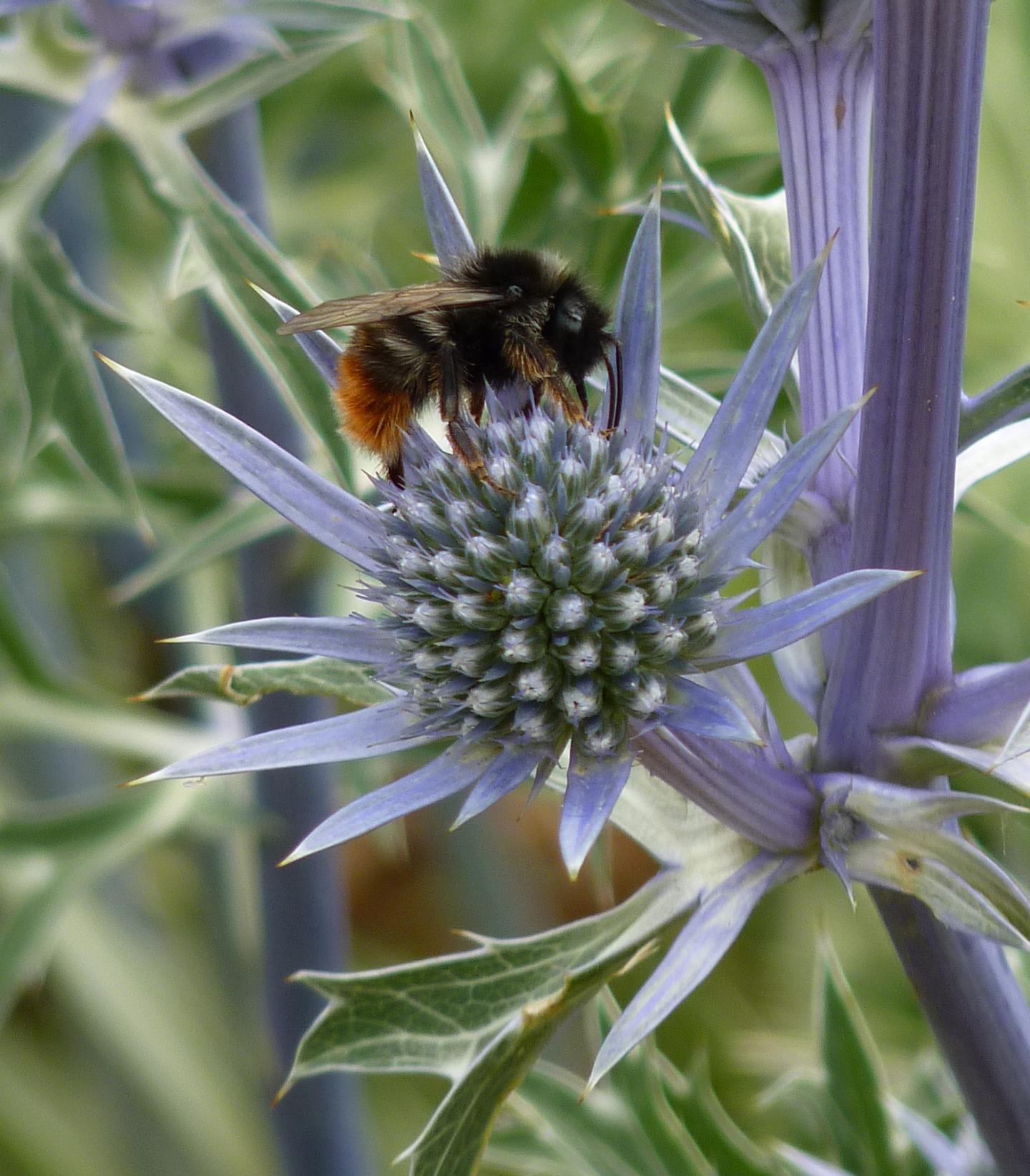 Bee on Non-iridescent Flower