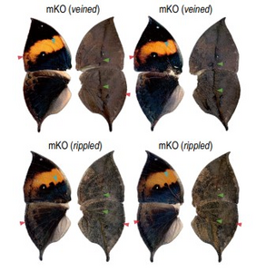 Kallima butterfly wings shown from the top side and under side