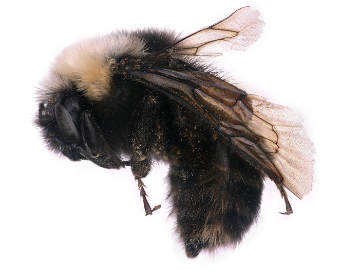 Franklin's bumble bee's genome will be part of ARS' Beenome100 Project.