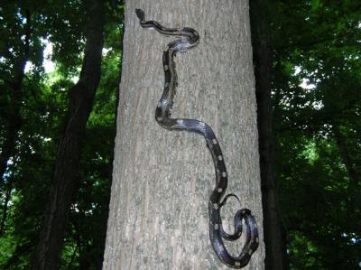 Black Rat Snake