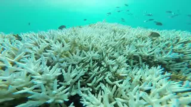 Corals Are Not Only Declining Fast, They're R | EurekAlert!