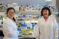 Xiaoqing Shi and Maria Coca, Centre for Research in Agricultural Genomics