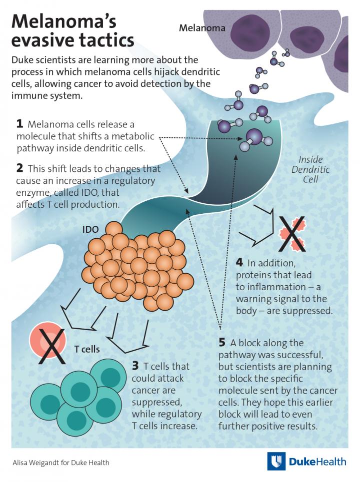 Melanoma's Evasive Tactics