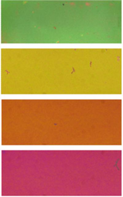 Colorful Films Created with Nanoparticles of Synthetic Melanin