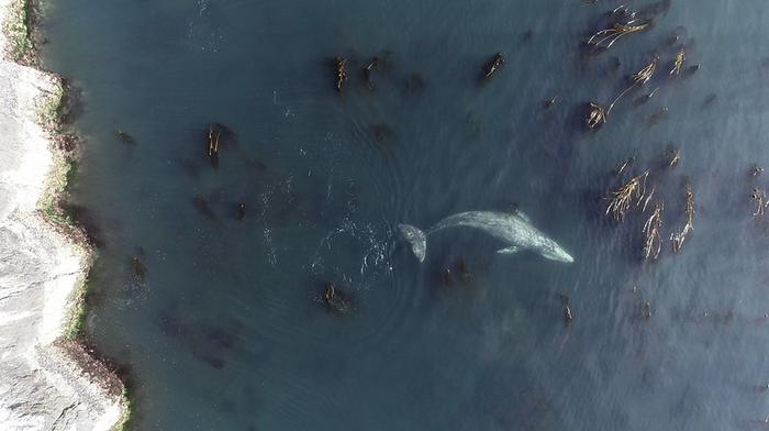 Gray whale feeding