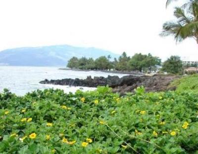 <i>Sphagneticola trilobata</i> (1 of 2)