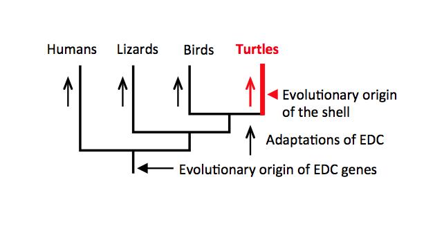 Turtle Shell Evolution