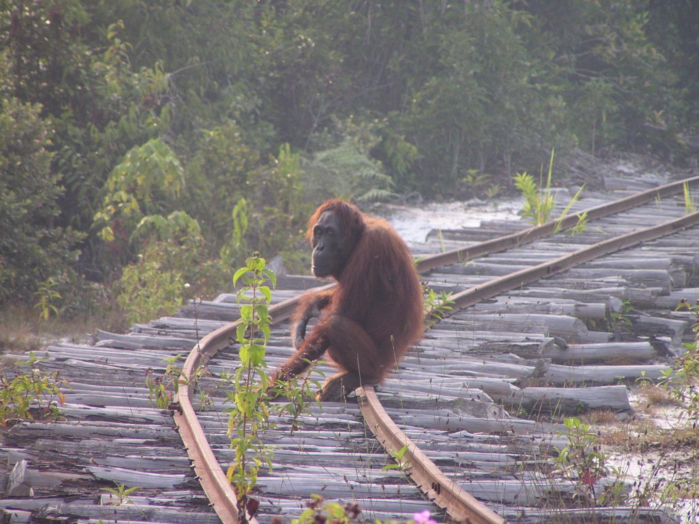 Orangutan Sitting on the Train Tracks