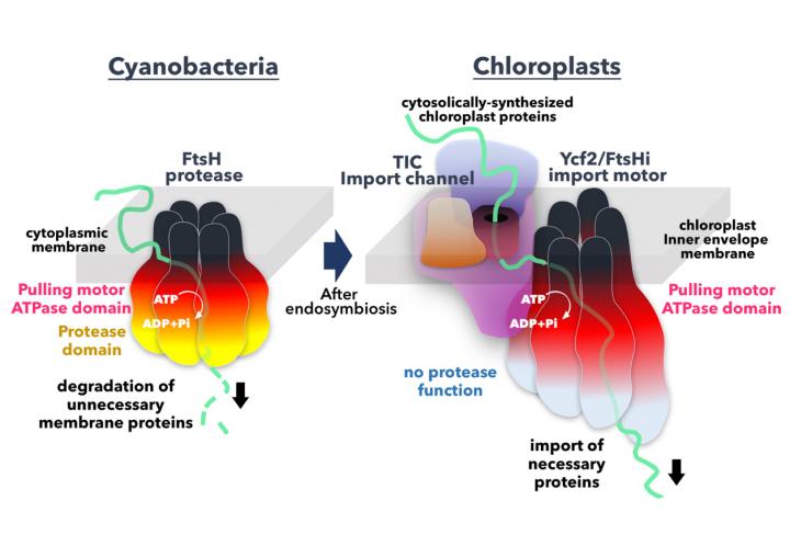 Chloroplast Import Motor