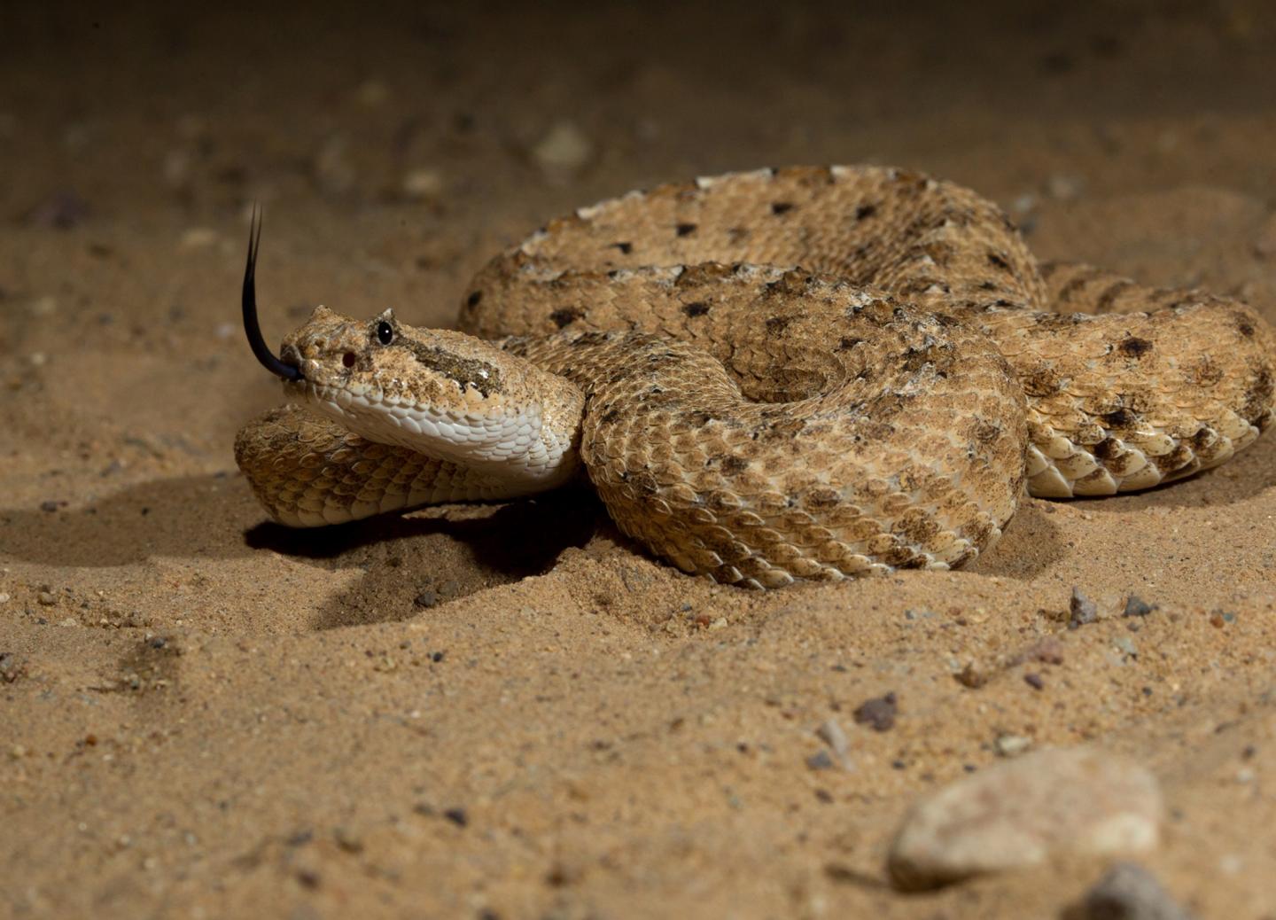 Sidewinder snake