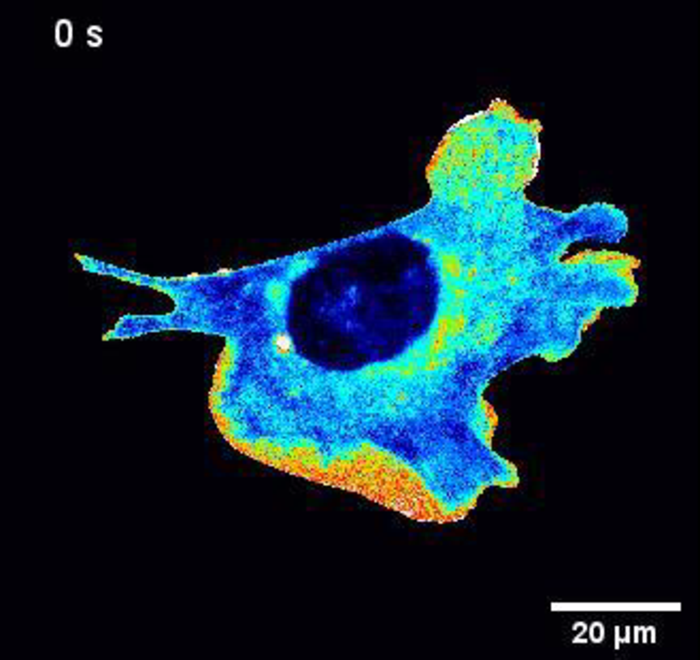 Cell molecules moving