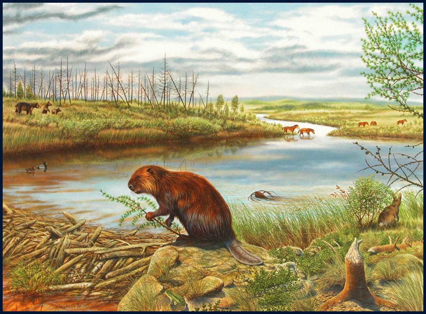 The Beaver Pond Fossil Site