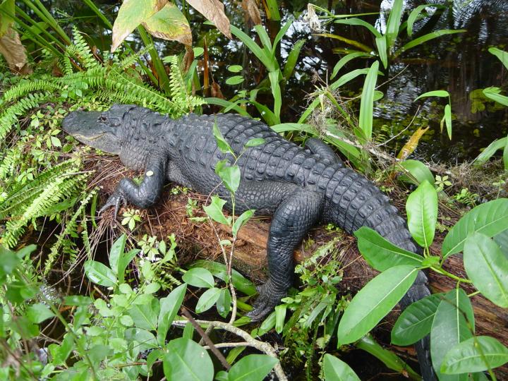 Florida Alligator