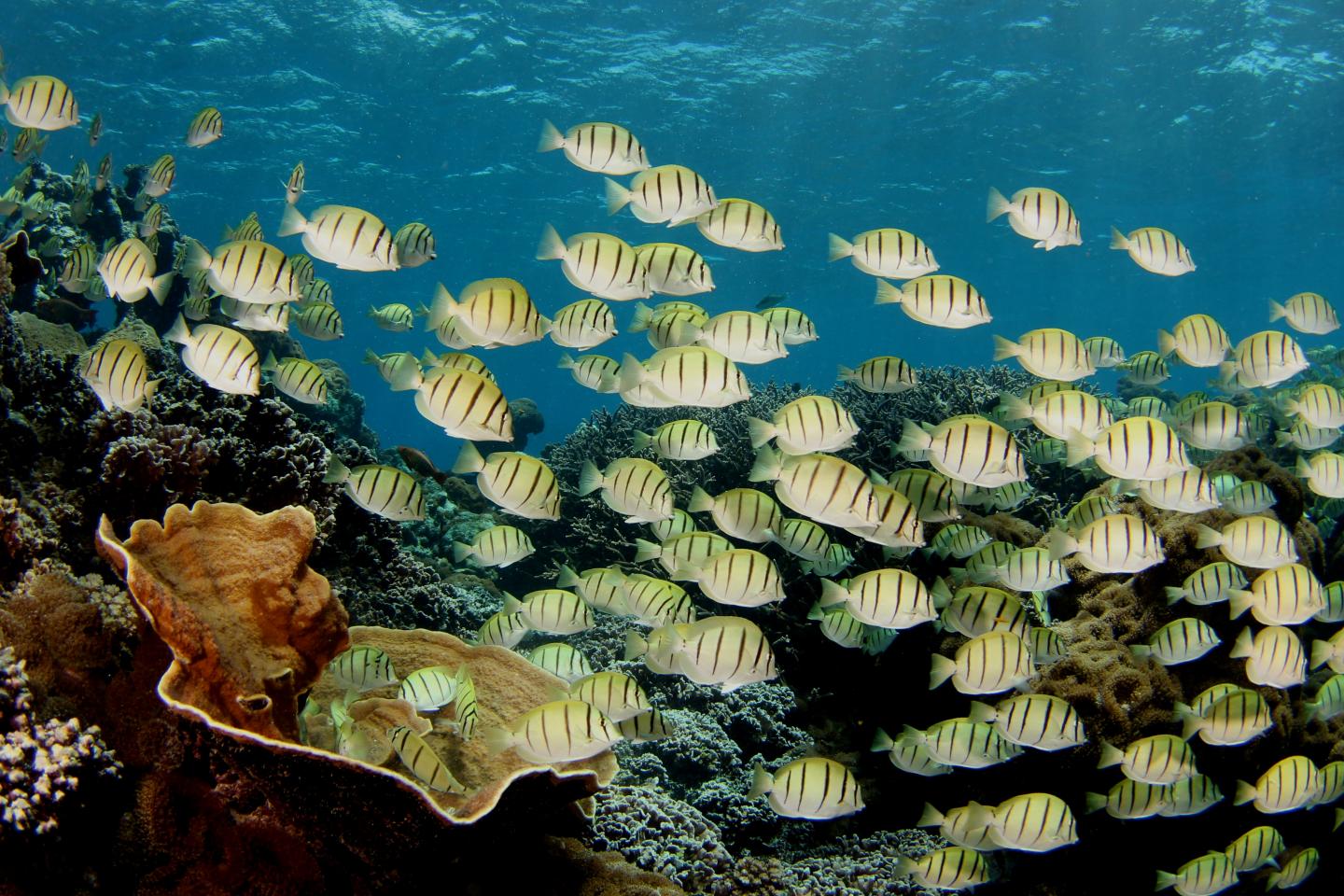 Healthy Coral Reef (2 of 2)