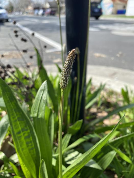 ribwort plantain plant