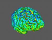 Schizophrenia SV2A Brain Scan Image