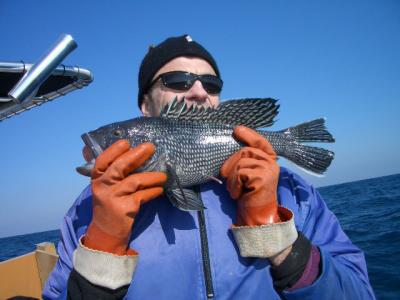 Black Sea Bass with Barotrauma