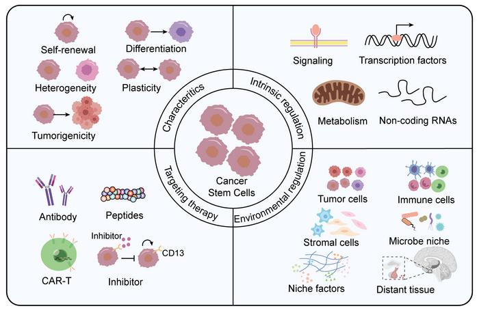 Characteristics, intrinsic regulation, environmental regulation, andtargeting therapy of CSCs and their niche