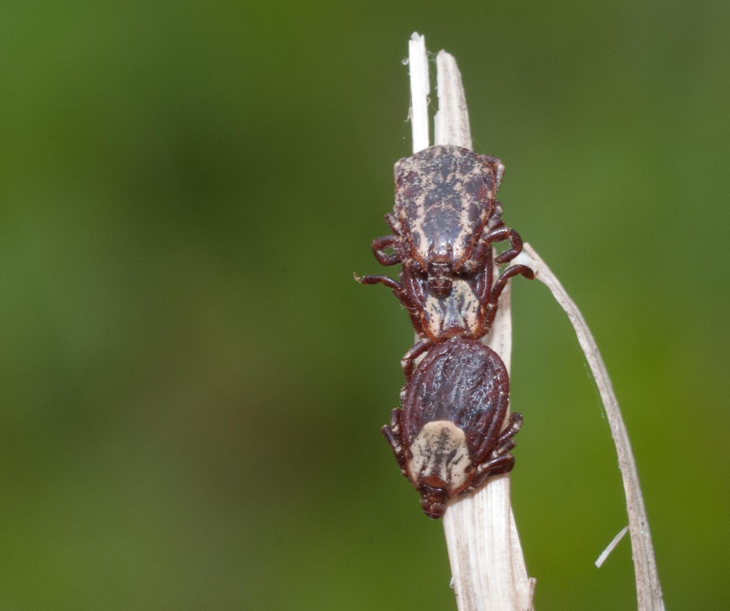 American dog ticks