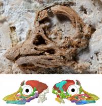 Close up of the Titanosaurian embryonic skull with skull reconstruction