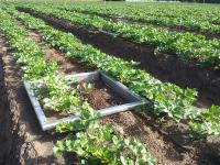 Measuring emissions on celery farm